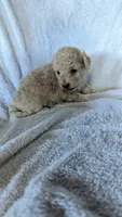 Tina, a female Maltipoo for sale in Rogersville, TN – 4 of 4