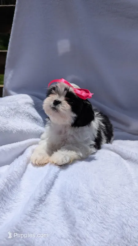 Molly, a female Mal Shi for sale in Rogersville, TN – Photo 1 of 3