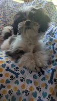 Harley, a male Maltese and Shih Tzu for sale in Rogersville, TN – 5 of 5