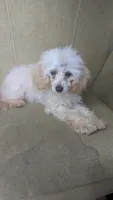 Pearl, a female Cockapoo for sale in Rogersville, TN – 4 of 6