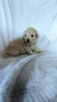 Tina, a female Maltipoo for sale in Rogersville, TN – 2 of 4