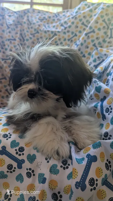 Harley – Maltese, Shih Tzu puppy for sale in Rogersville, TN
