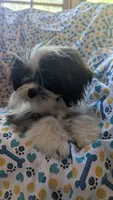 Harley, a male Maltese and Shih Tzu for sale in Rogersville, TN – 1 of 5