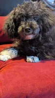 Socks , a male Poodle - Miniature  for sale in Rogersville, TN – 4 of 10