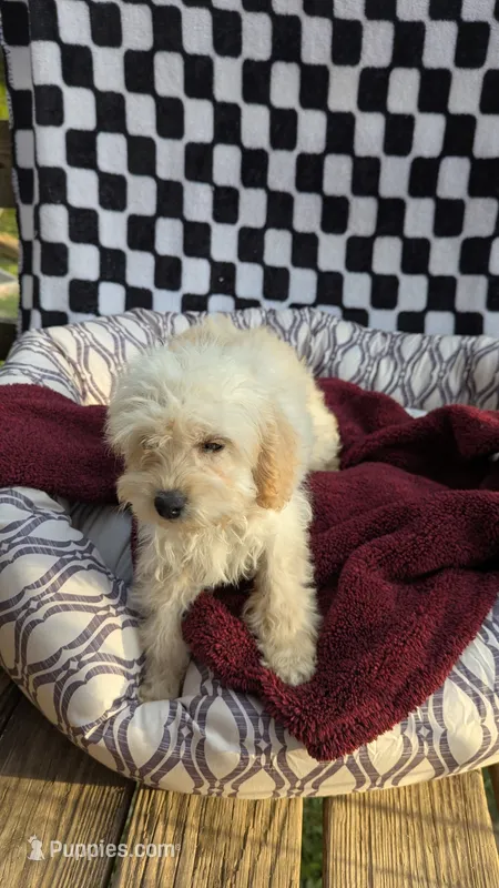 Pearl – Cockapoo puppy for sale in Rogersville, TN