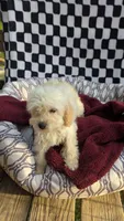 Pearl, a female Cockapoo for sale in Rogersville, TN – 1 of 3