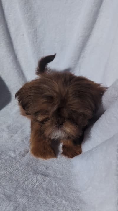 Larry CKC, a male Shih Tzu for sale in Rogersville, TN – 5 of 5