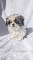 Megan CKC, a female Shih Tzu for sale in Rogersville, TN – 5 of 7