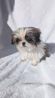 Megan CKC, a female Shih Tzu for sale in Rogersville, TN – 3 of 7