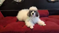 Eliott , a male Poodle - Miniature  for sale in Rogersville, TN – 3 of 9