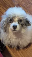 Eliott , a male Poodle - Miniature  for sale in Rogersville, TN – 6 of 9