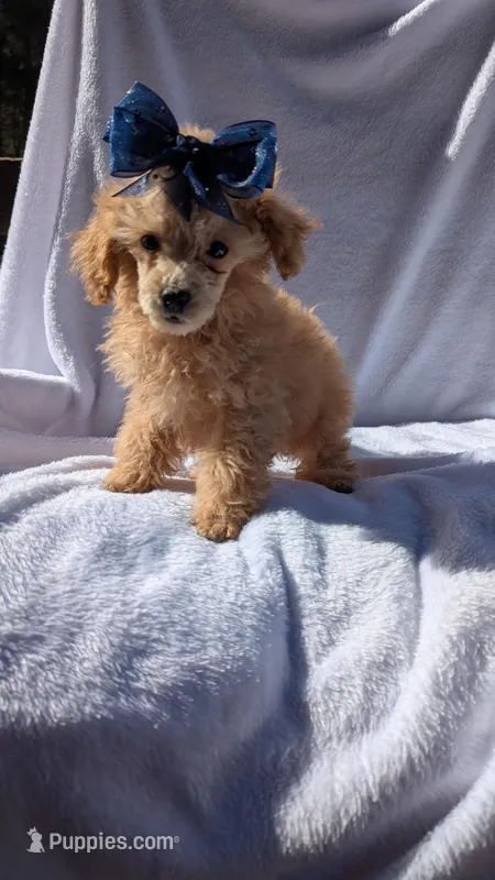 Ginger – Poodle - Miniature  puppy for sale in Rogersville, TN