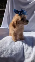 Ginger, a female Poodle - Miniature  for sale in Rogersville, TN – Photo 3 of 3