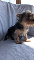 Bucky, a male Yorkshire Terrier for sale in Rogersville, TN – Photo 3 of 4