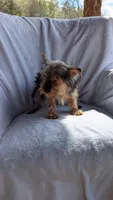 Bucky, a male Yorkshire Terrier for sale in Rogersville, TN – Photo 4 of 4