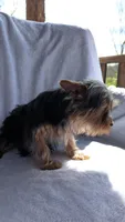 Bucky, a male Yorkshire Terrier for sale in Rogersville, TN – Photo 2 of 4