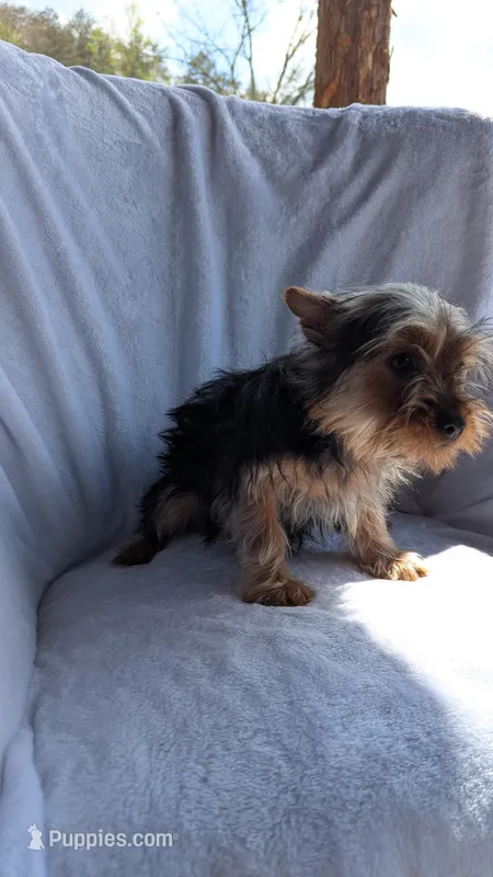 Bucky – Yorkshire Terrier puppy for sale in Rogersville, TN