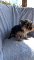 Bucky, a male Yorkshire Terrier for sale in Rogersville, TN – Photo 1 of 4