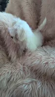 Itty Bitty Katy, a female Maltese for sale in Rogersville, TN – 3 of 7