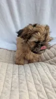 Maui, a male Shih Tzu for sale in Rogersville, TN – 3 of 6
