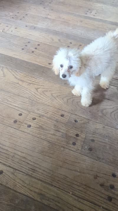 Pearl, a female Cockapoo for sale in Rogersville, TN – 6 of 6