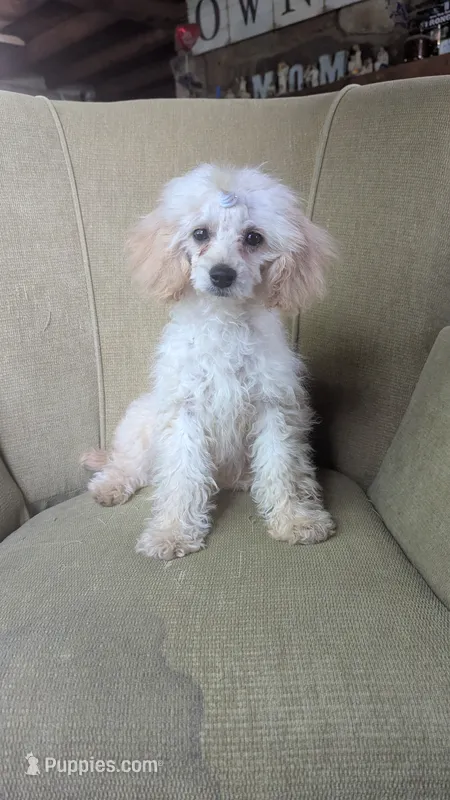 Pearl – Cockapoo puppy for sale in Rogersville, TN