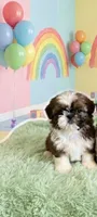 Lovey , a female Shih Tzu for sale in Rogersville, TN – 1 of 1