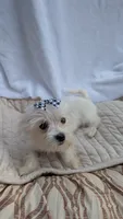 Stella CKC, a female Maltese for sale in Rogersville, TN – 2 of 4