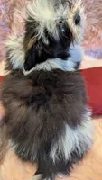 Gabriel, a male Mal Shi for sale in Rogersville, TN – 6 of 6