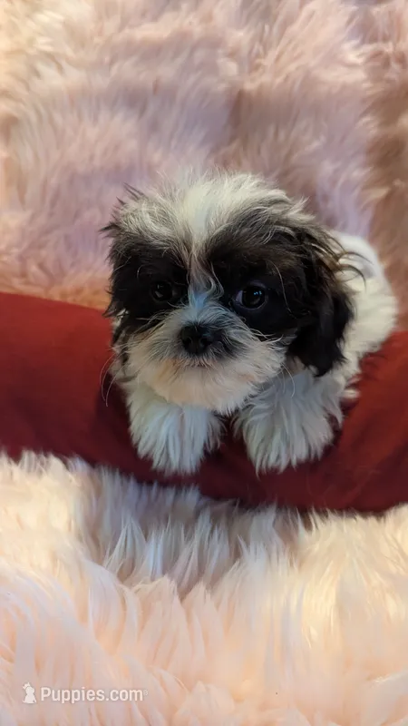 Gabriel – Mal Shi puppy for sale in Rogersville, TN