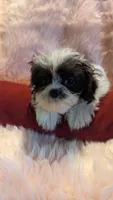 Gabriel, a male Mal Shi for sale in Rogersville, TN – 1 of 6