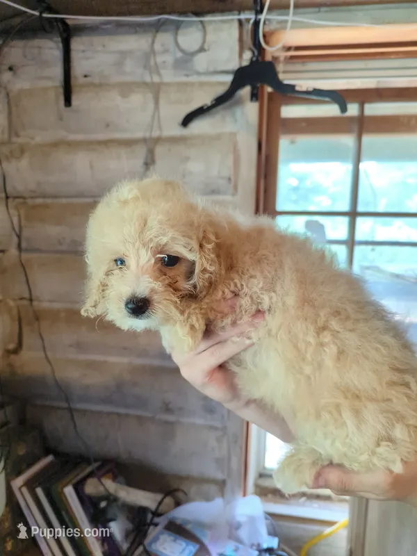 Tina – Maltipoo puppy for sale in Rogersville, TN
