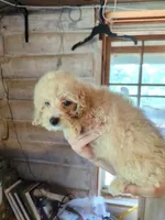 Tina, a female Maltipoo for sale in Rogersville, TN – 1 of 2
