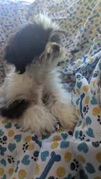 Harley, a male Maltese and Shih Tzu for sale in Rogersville, TN – 3 of 5