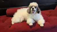 Eliott , a male Poodle - Miniature  for sale in Rogersville, TN – 2 of 9
