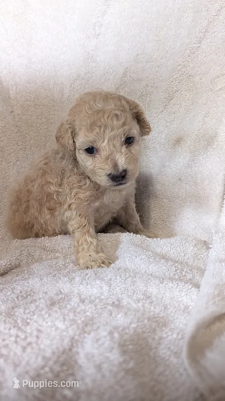 Tina – Maltipoo puppy for sale in Rogersville, TN