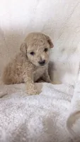 Tina, a female Maltipoo for sale in Rogersville, TN – 1 of 4