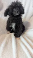Socks, a male Poodle - Miniature  for sale in Rogersville, TN – 2 of 5
