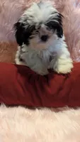 Ellena, a female Mal Shi for sale in Rogersville, TN – 3 of 6