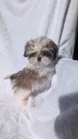 Megan CKC, a female Shih Tzu for sale in Rogersville, TN – 4 of 7