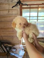 Thalia, a female Maltipoo for sale in Rogersville, TN – 2 of 2