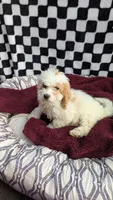 Pedro, a male Cockapoo for sale in Rogersville, TN – 3 of 3