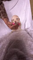 Thalia, a female Maltipoo for sale in Rogersville, TN – 3 of 5