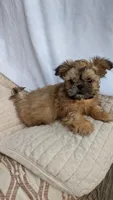 Maui, a male Shih Tzu for sale in Rogersville, TN – 6 of 6