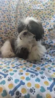 Harley, a male Maltese and Shih Tzu for sale in Rogersville, TN – 4 of 5