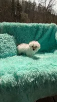 Marcus, a male Maltese for sale in Rogersville, TN – Photo 4 of 4