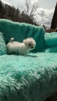 Marcus, a male Maltese for sale in Rogersville, TN – Photo 3 of 4