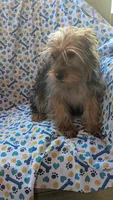 Charlie, a male Yorkshire Terrier for sale in Rogersville, TN – 4 of 4