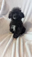 Socks, a male Poodle - Miniature  for sale in Rogersville, TN – 1 of 5