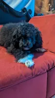 Socks , a male Poodle - Miniature  for sale in Rogersville, TN – 5 of 10